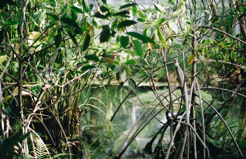 Capacity Building for Mangrove Restoration in Kenya